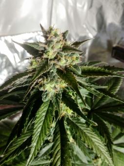 Auto Caramel Cream genetics - картинка 4