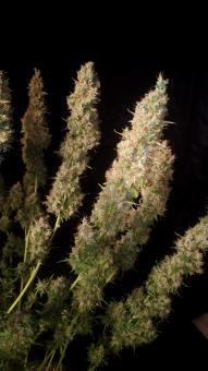 Wedding Glue Auto - картинка 11