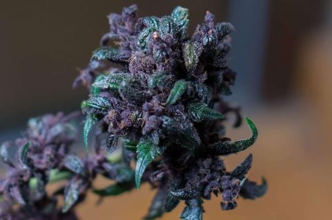 Purple - картинка 5