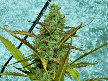 Fat Pete’s Cookies Auto - картинка 5