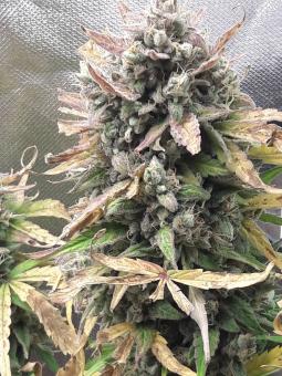Easy Bud - картинка 3