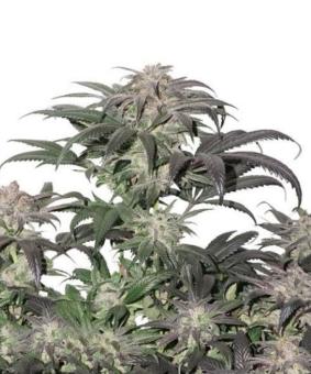 Bubba Island Kush - картинка 8