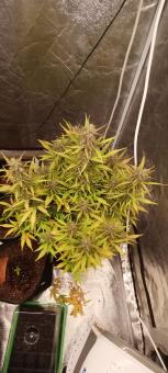 Fat Pete’s Cookies Auto - картинка 2