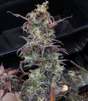 Auto Orange Bud - картинка 4