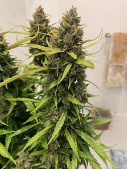 Auto Orange Bud - картинка 9
