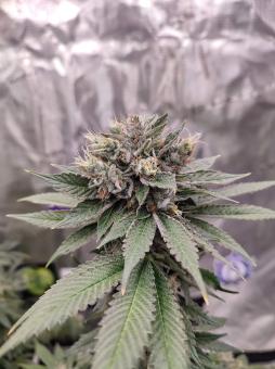 Bubba Island Kush - картинка 1