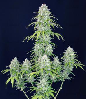 Orange Sherbet Auto - картинка 1