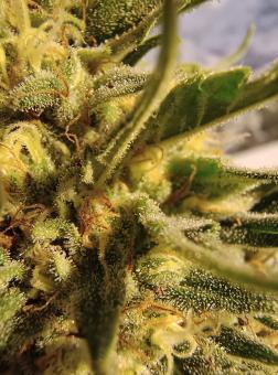 Blue Dream - картинка 2