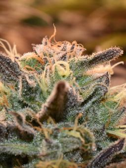 Pineapple Kush - картинка 4