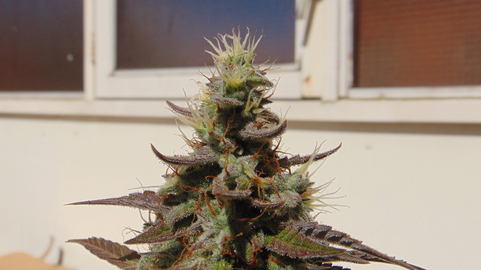 Auto Blueberry - картинка 4