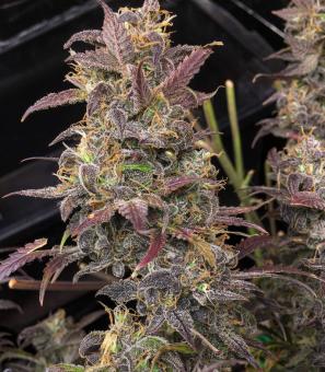 Auto Orange Bud - картинка 3