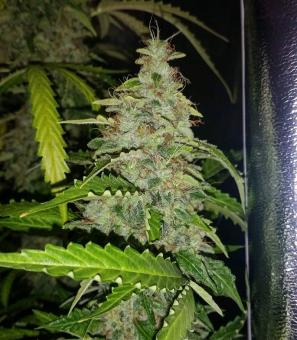 Auto Daiquiri Lime - картинка 2