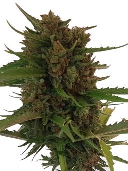 Auto Cream - картинка 7