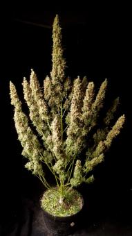Wedding Glue Auto - картинка 6