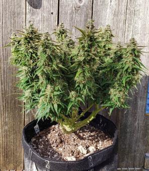 Orange Bud - картинка 1