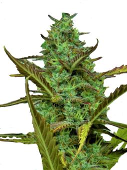 Fat Pete’s Cookies Auto - картинка 8