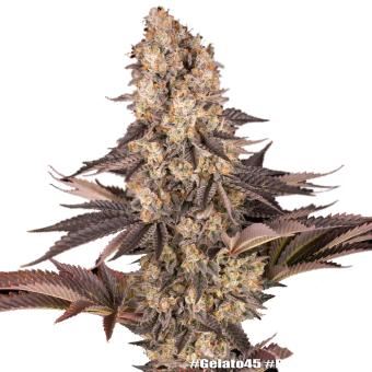 Gelato #45 - картинка 10