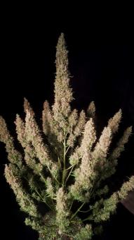 Wedding Glue Auto - картинка 10