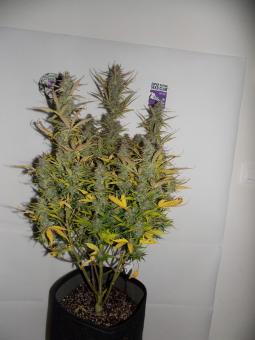 Fat Pete’s Cookies Auto - картинка 6