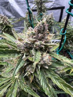 Auto Orange Bud - картинка 12
