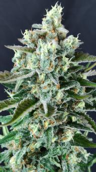 Strawberry Cola Sherbet F1 Fast Version - картинка 4