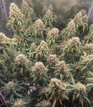 Auto Daiquiri Lime - картинка 3