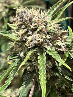 Auto Orange Bud - картинка 11