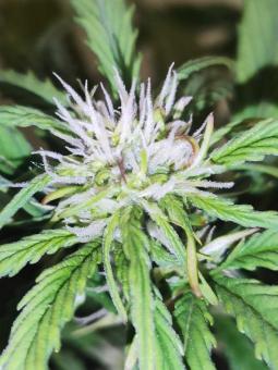 Auto Color Punch genetics - картинка 5