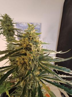 Blue Dream - картинка 3