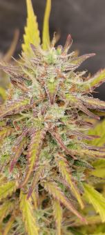 Fat Pete’s Cookies Auto - картинка 1
