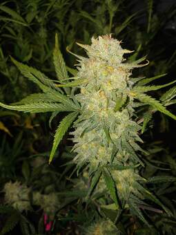 Critical Auto - картинка 1