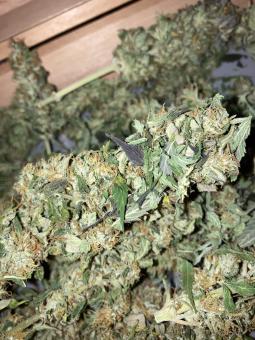 Californian Orange - картинка 9