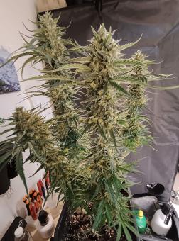 Blue Dream - картинка 5