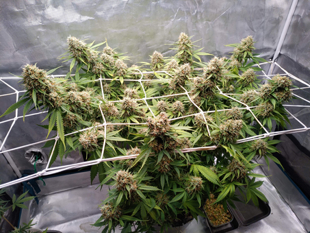 Auto Blueberry - картинка 2
