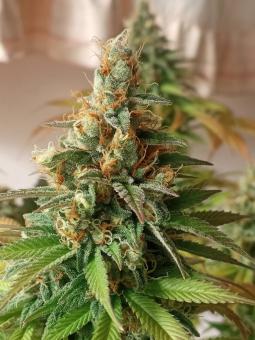 Pineapple Kush - картинка 9