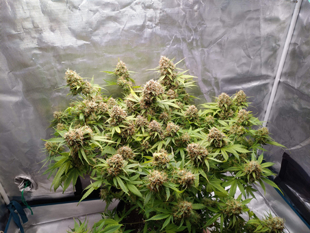 Auto Blueberry - картинка 1
