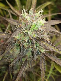 Purple Punch Auto - картинка 6