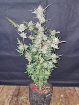 Purple Punch Auto - картинка 7