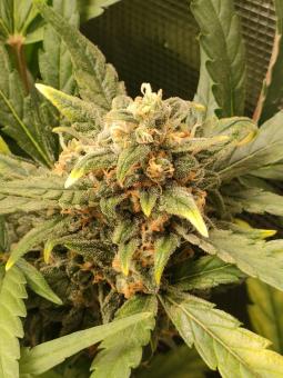 Auto Mokum's Tulip - картинка 4
