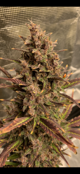 Blueberry - картинка 4