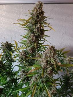 Auto Caramel Cream genetics - картинка 2