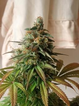 Pineapple Kush - картинка 1