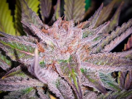 Blueberry - картинка 1