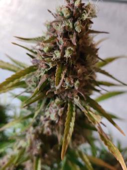 Auto Caramel Cream genetics - картинка 3