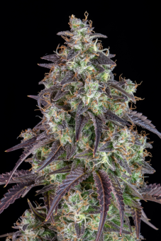 Lemon Pie Auto - картинка 4