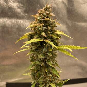 Critical Auto - картинка 5
