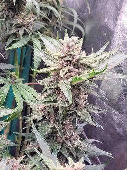 Banana Purple Punch Auto - картинка 1
