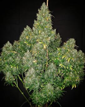 Critical Auto - картинка 1