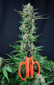 Strawberry Cola Sherbet F1 Fast Version - картинка 2