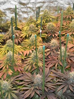 Pineapple Kush - картинка 2